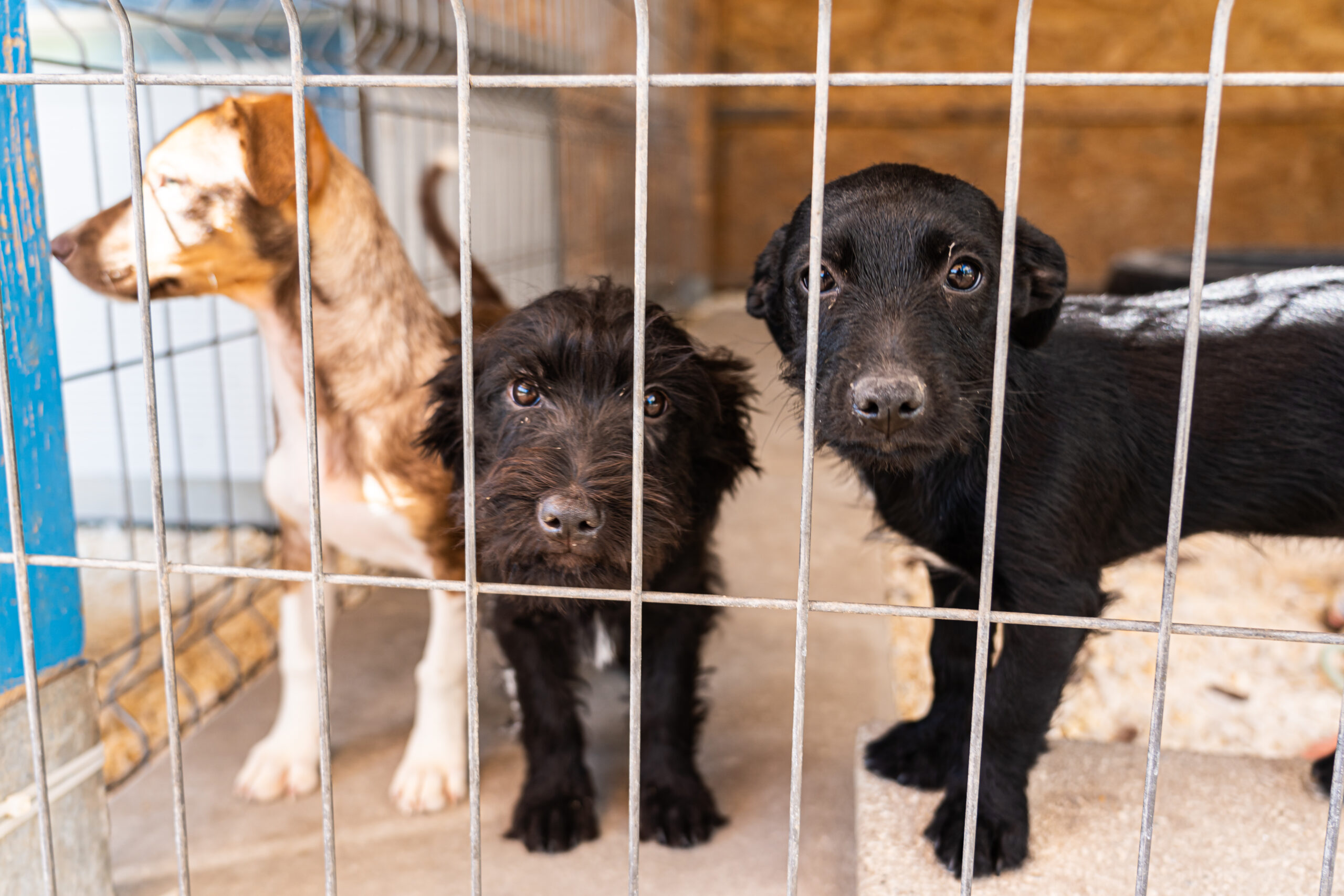 02_Állatvédő_szervezetek_feladatai