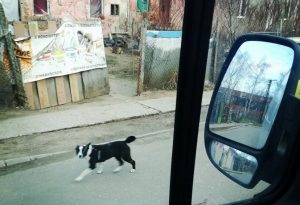 01_Kóbor_állat_probléma_súlyossági_fokai _cov