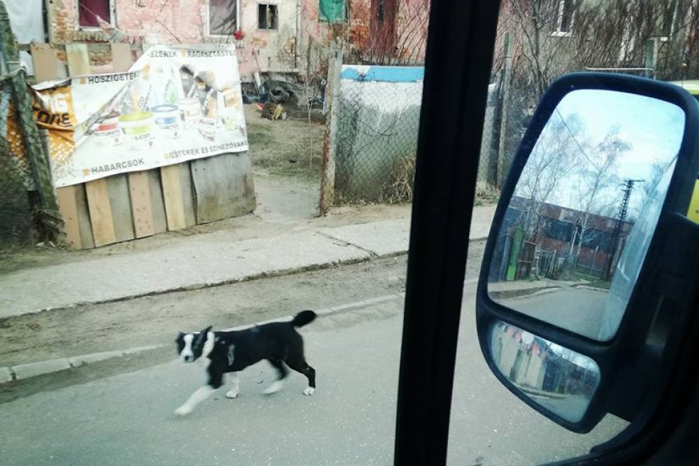 01_Kóbor_állat_probléma_súlyossági_fokai _cov