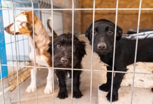 02_Állatvédő_szervezetek_feladatai