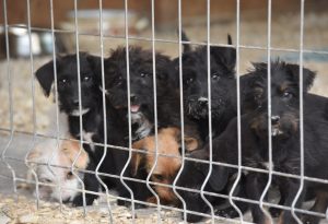 02_Nagylétszámú_ivartalanítási_programok_cov