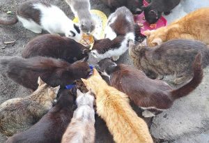 02_Önkormányzatok_lehetőségei_cov