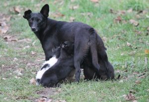 03_Ivartalanitasi_programok_akadalyai