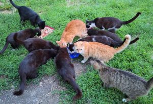 04_Ivartalanito_praxis_a_gyakorlatban_cov