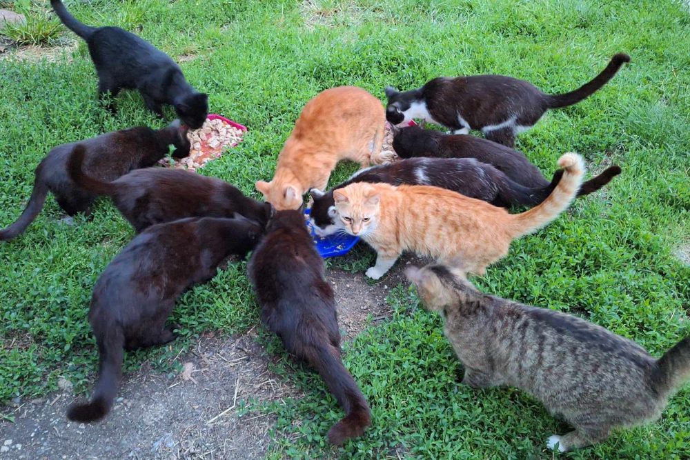 04_Ivartalanito_praxis_a_gyakorlatban_cov